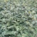 花椒苗种植基地大量出售花椒苗大红袍狮子头