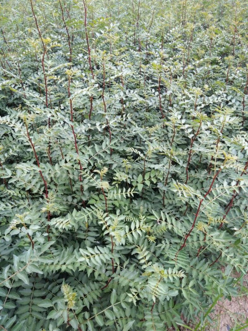 花椒苗种植基地大量出售花椒苗大红袍狮子头