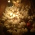 白羽肉鸡苗70~90克脱温苗