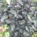 矮化苹果苗80cm以上
