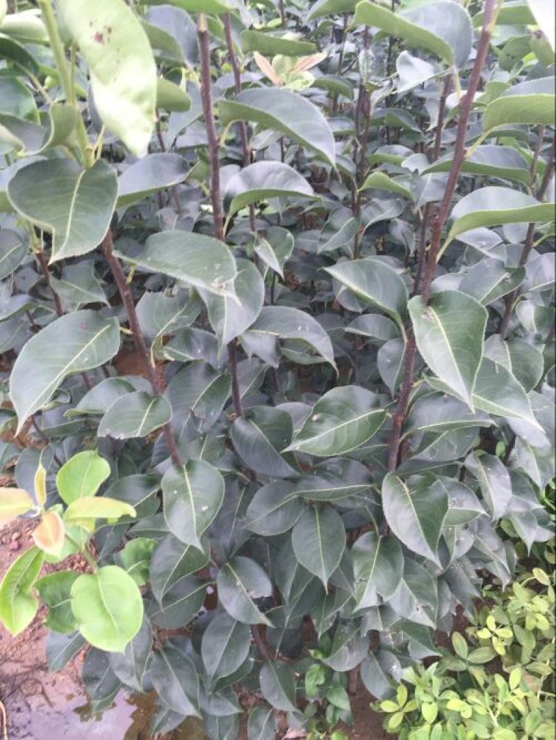 矮化苹果苗80cm以上