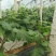 葡萄苗2年50~80cm
