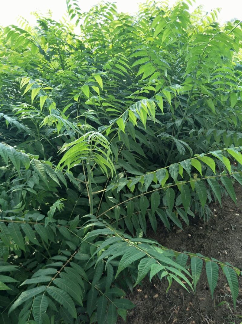 香椿苗80cm以上大棚