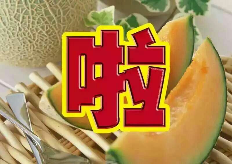 西州蜜瓜3斤以上椭圆形