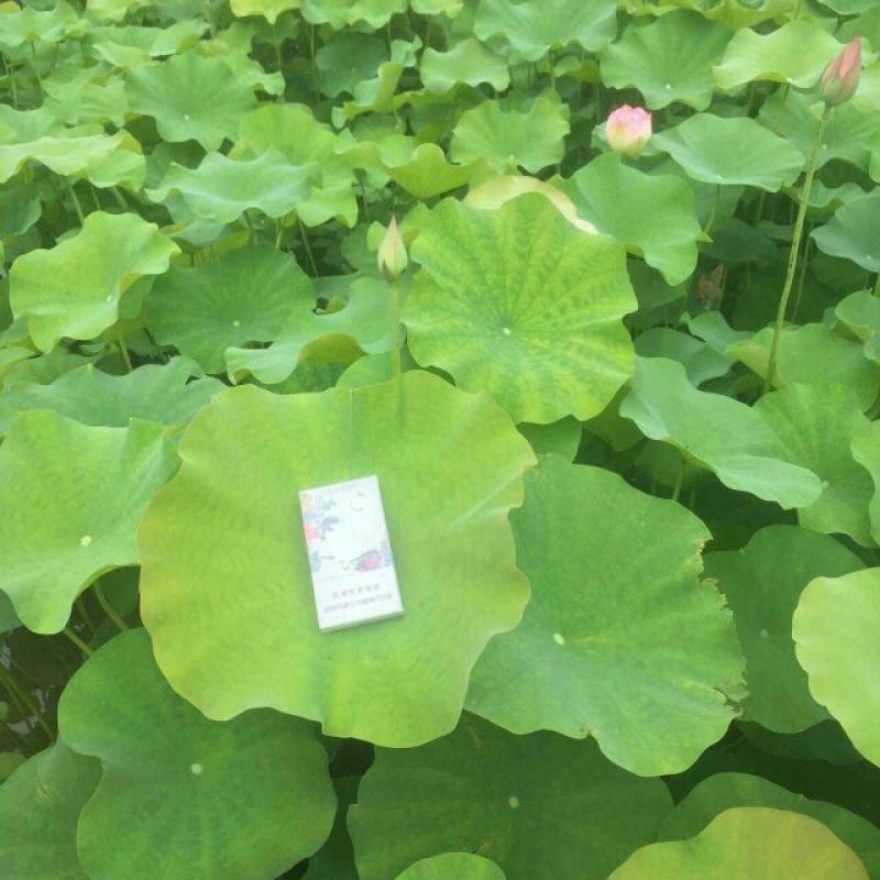 荷花50~60cm