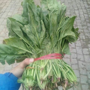 菠菜20~25厘米