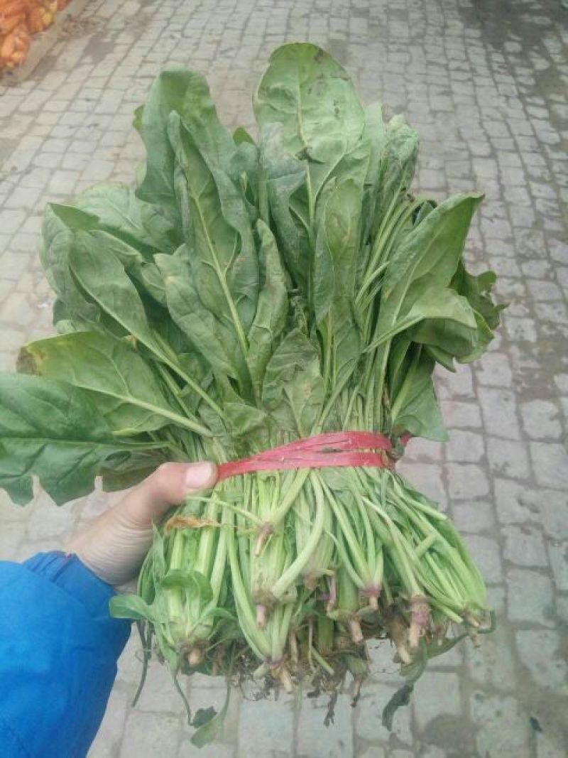 菠菜20~25厘米
