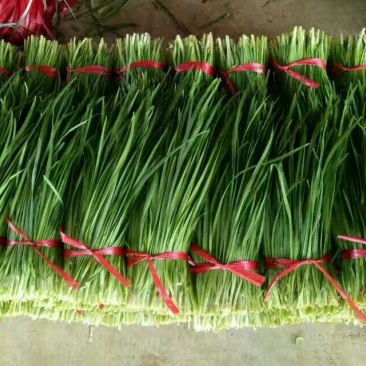 大叶韭菜二茬