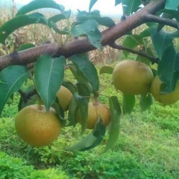 苹果梨150~200g纸箱