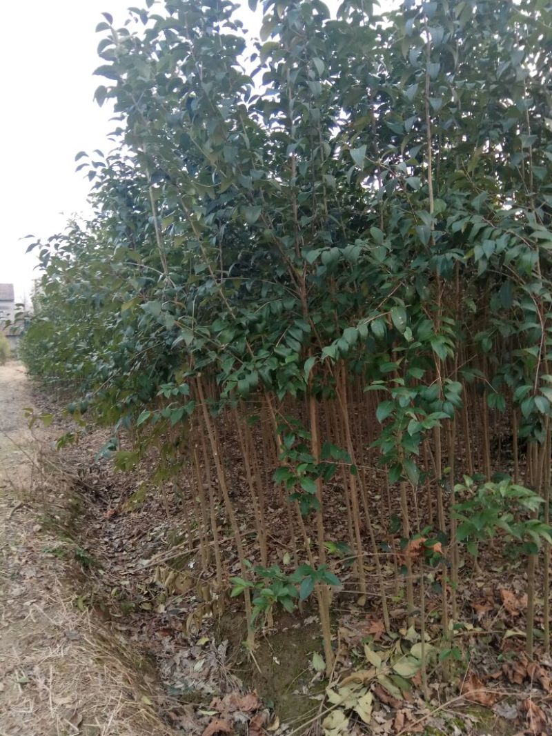 大叶女贞4cm以下