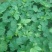 【推荐】紫香1号百香果苗10~20cm一手货源量大价优