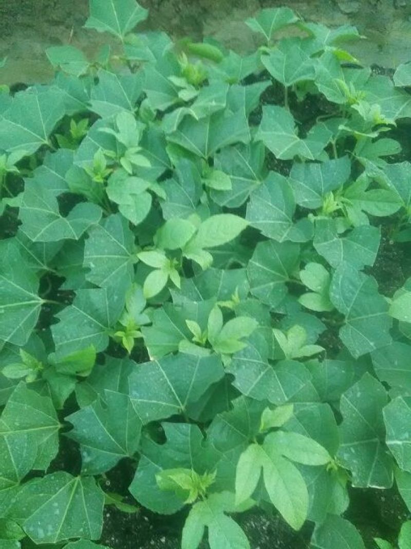 【推荐】紫香1号百香果苗10~20cm一手货源量大价优