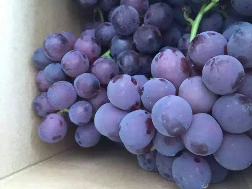 浙江金华市浦江县巨峰葡萄 0.8~1斤 5%以下批