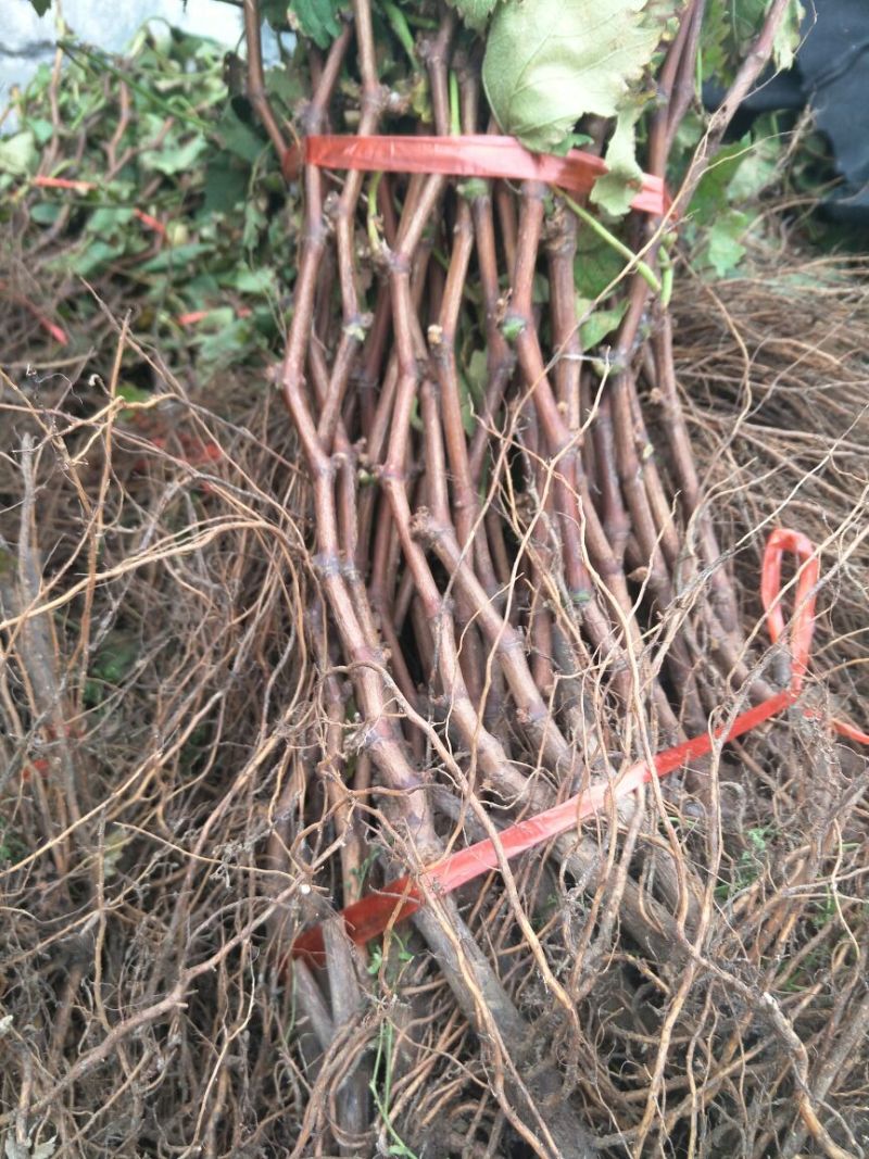 巨峰葡萄苗1年80~110cm
