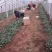 大叶菠菜