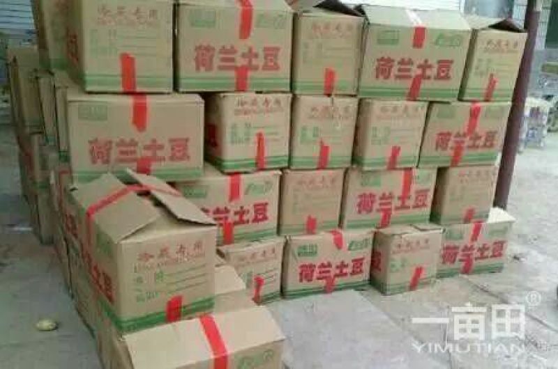 荷兰十五土豆2两以上