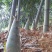 麻竹春笋