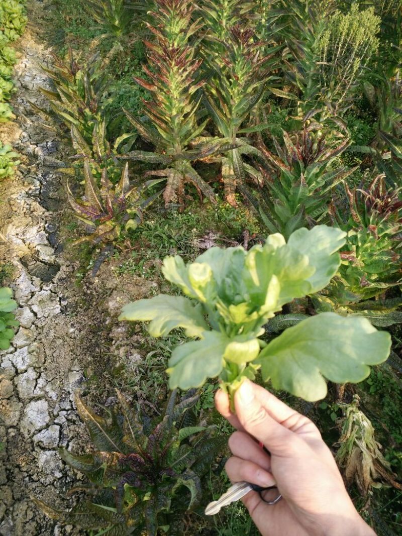 菊花菜5~10cm