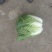 齐齐哈尔优质白菜4~6斤