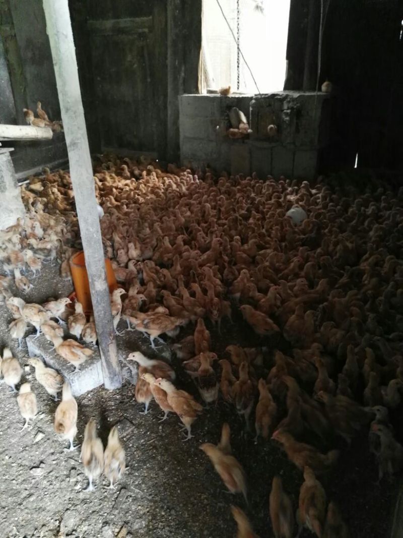 脱温鸡1斤以下