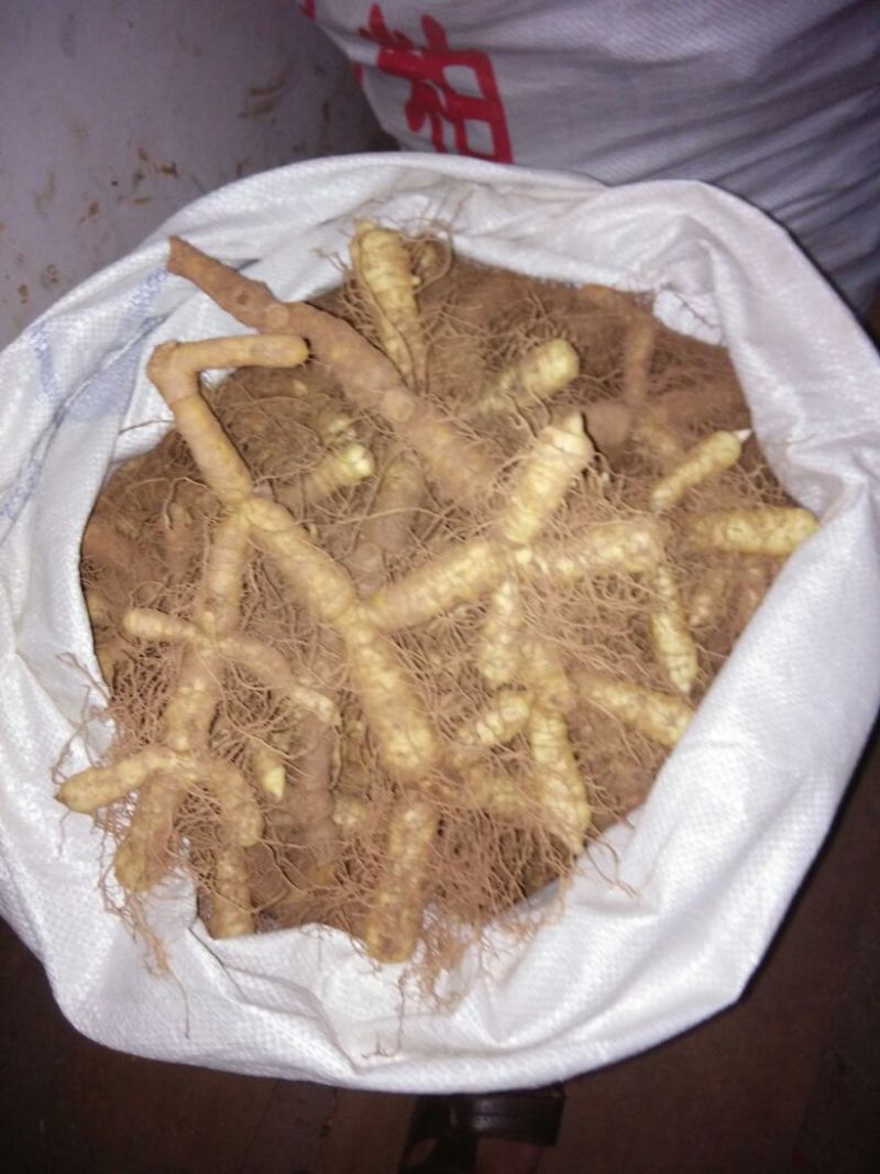 玉竹湿、大量有各种规格的玉竹