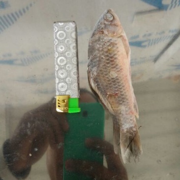 鲫鱼