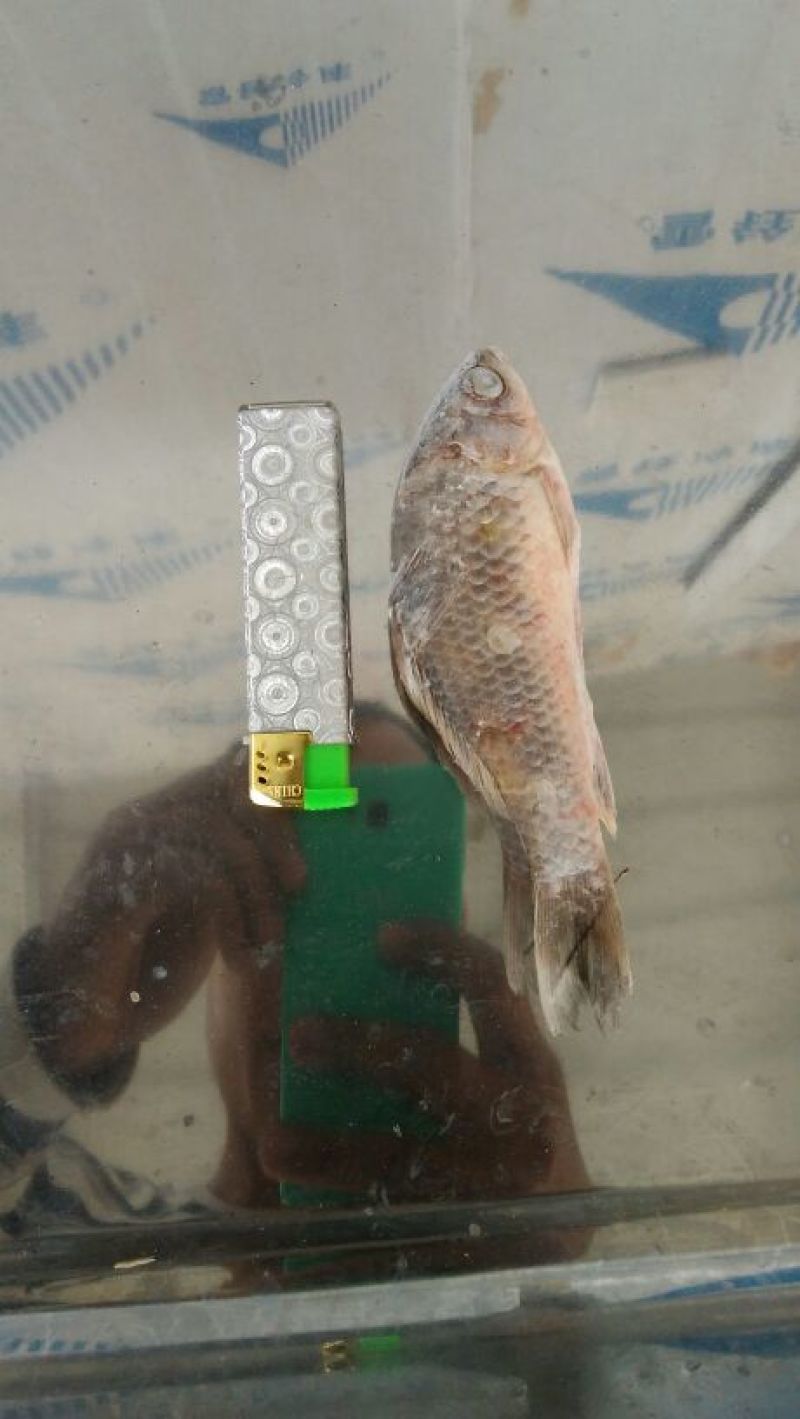 鲫鱼
