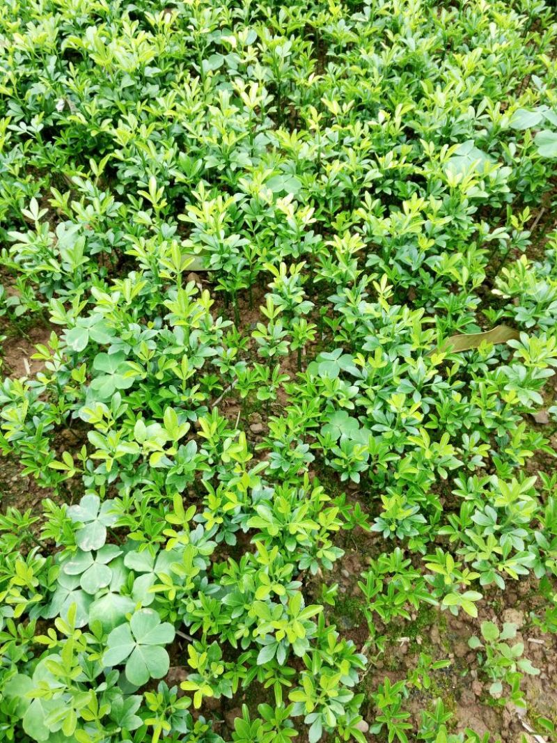 杜鹃2~4cm4cm以下0.5~1米