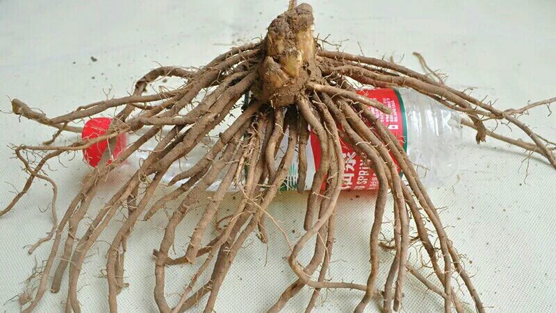 芦笋种子