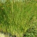 荷花60cm以上