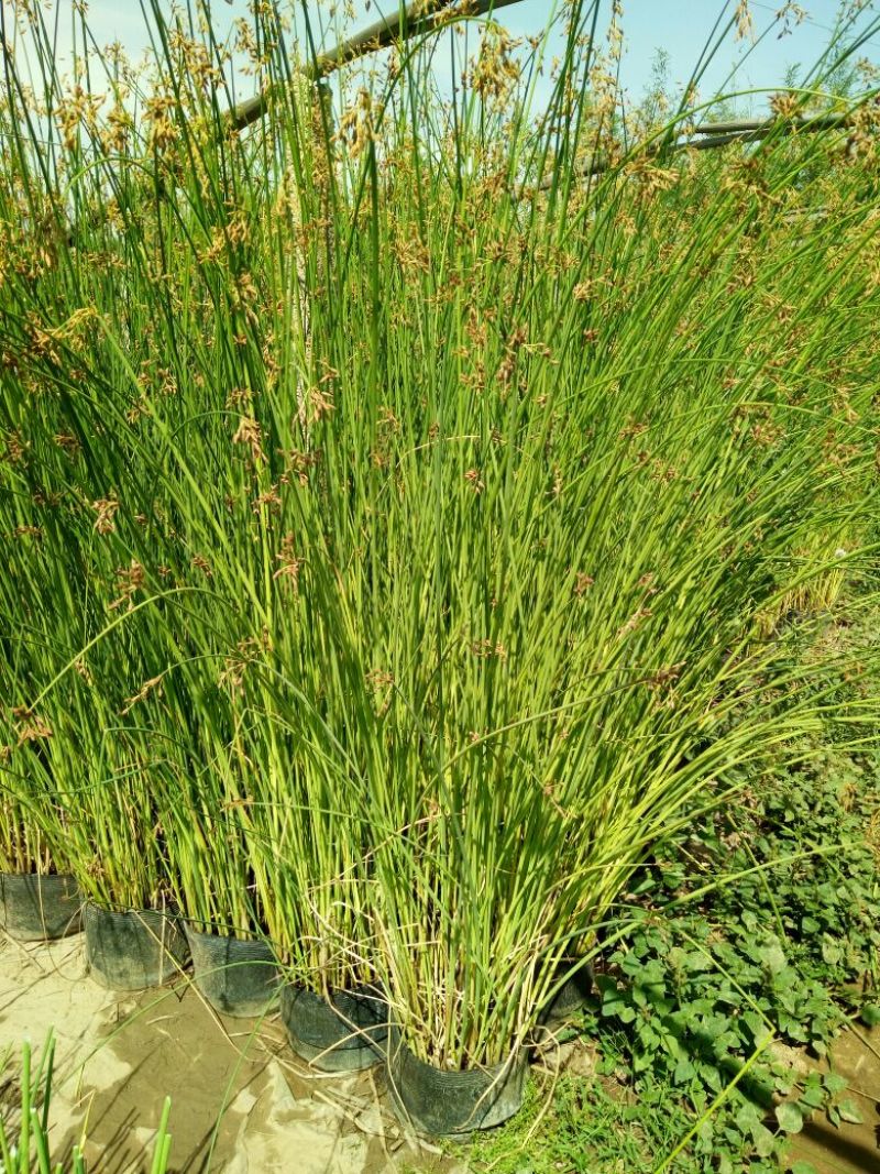 荷花60cm以上