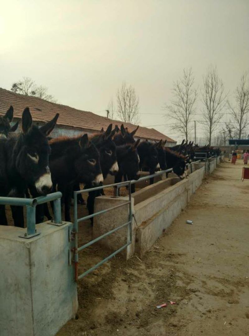 肉驴