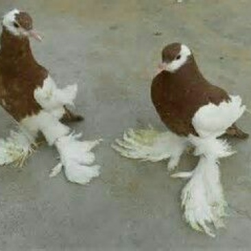 毛脚鸽母
