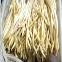 藕带种藕带专用种武植二号