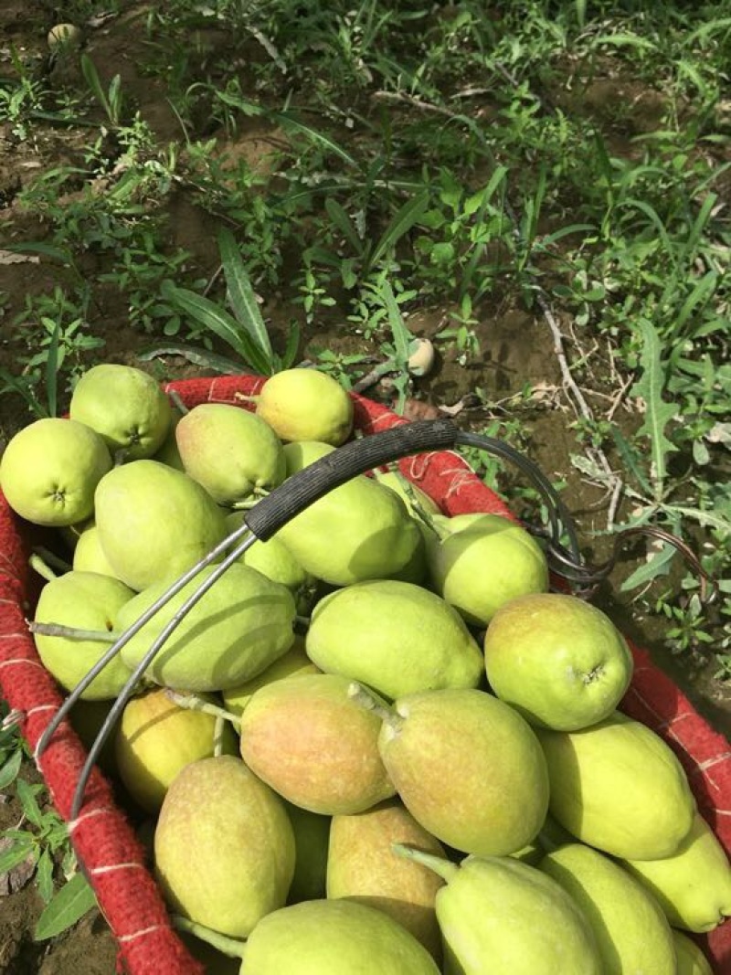 库尔勒香梨