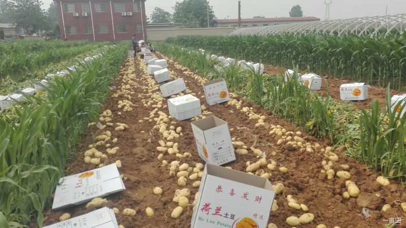 荷兰十五土豆2两以上