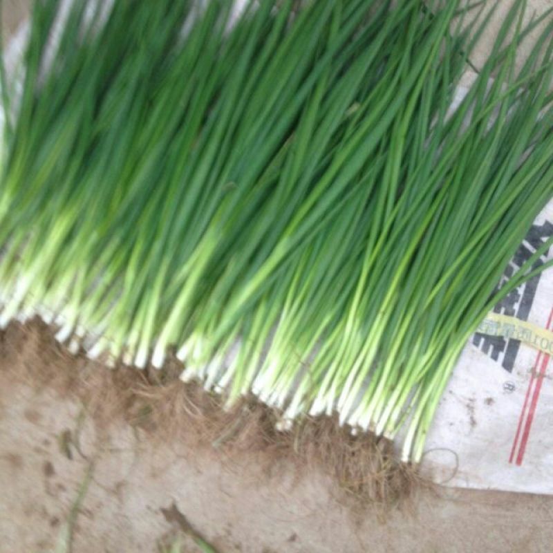 四季小葱35~40cm！黑叶四季小钢葱！