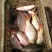 池鲤鱼食用1~2公斤