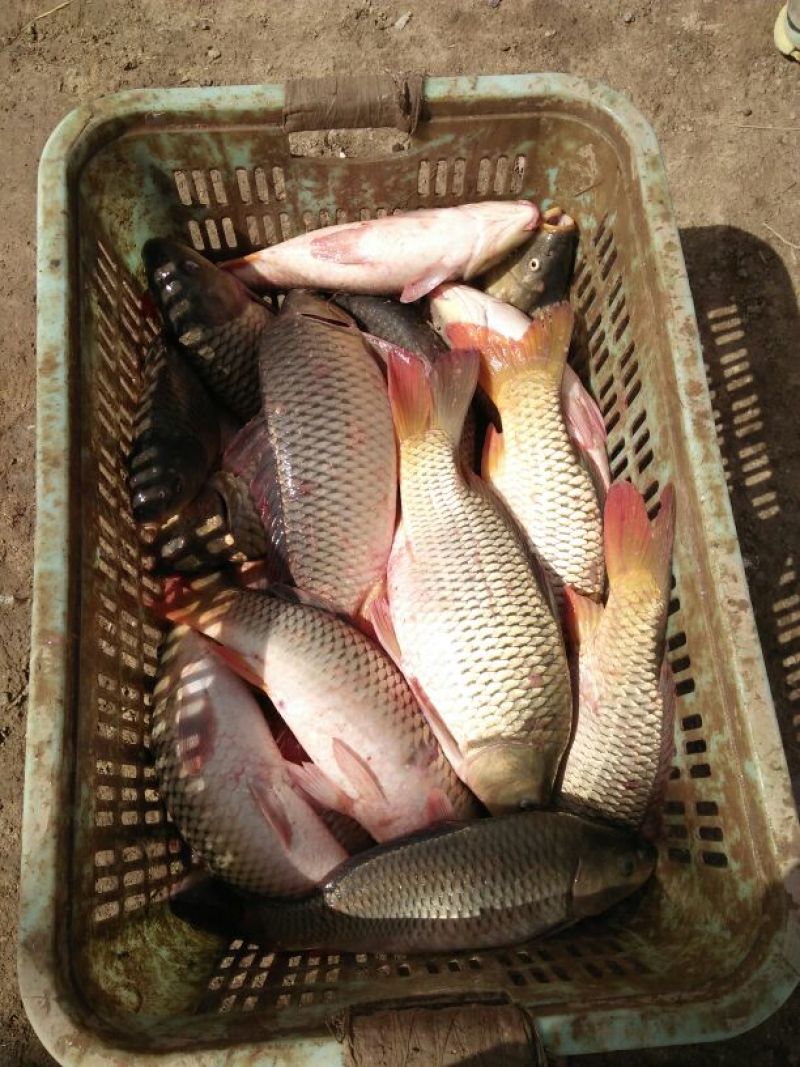 池鲤鱼食用1~2公斤