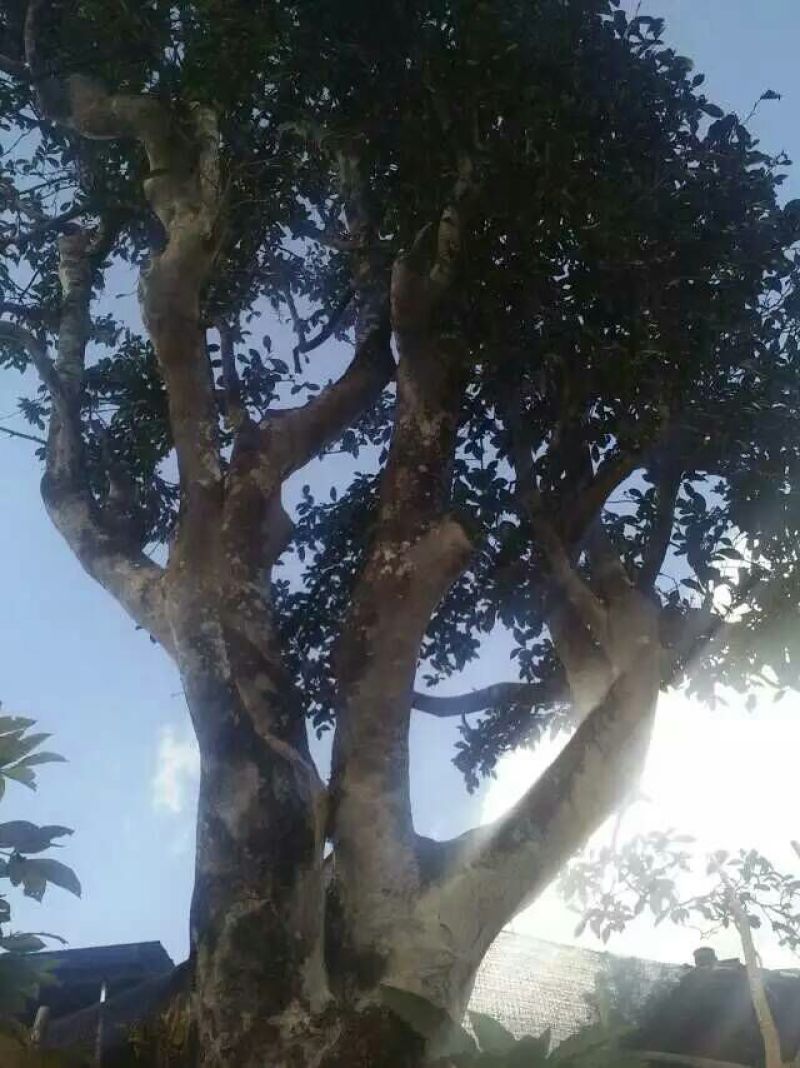 古树茶特级
