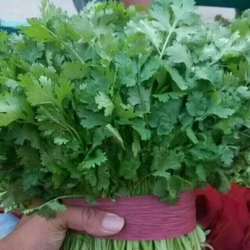 大叶香菜15~20厘米以上