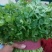 大叶香菜15~20厘米以上