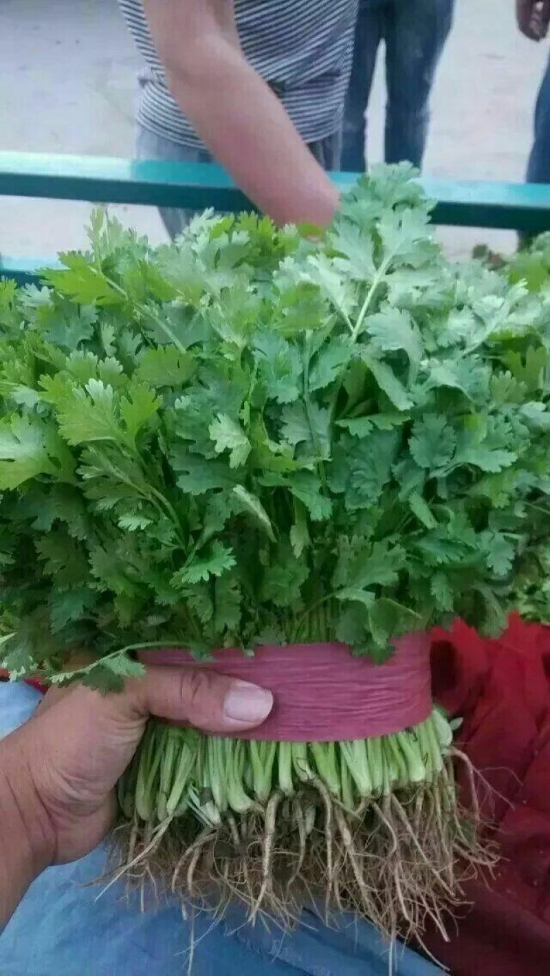 大叶香菜15~20厘米以上