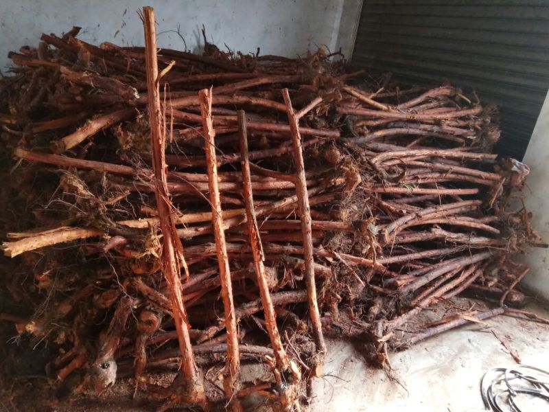 大花月季80cm以上