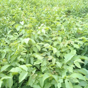 核桃树2~4cm4cm以下1.5~2米
