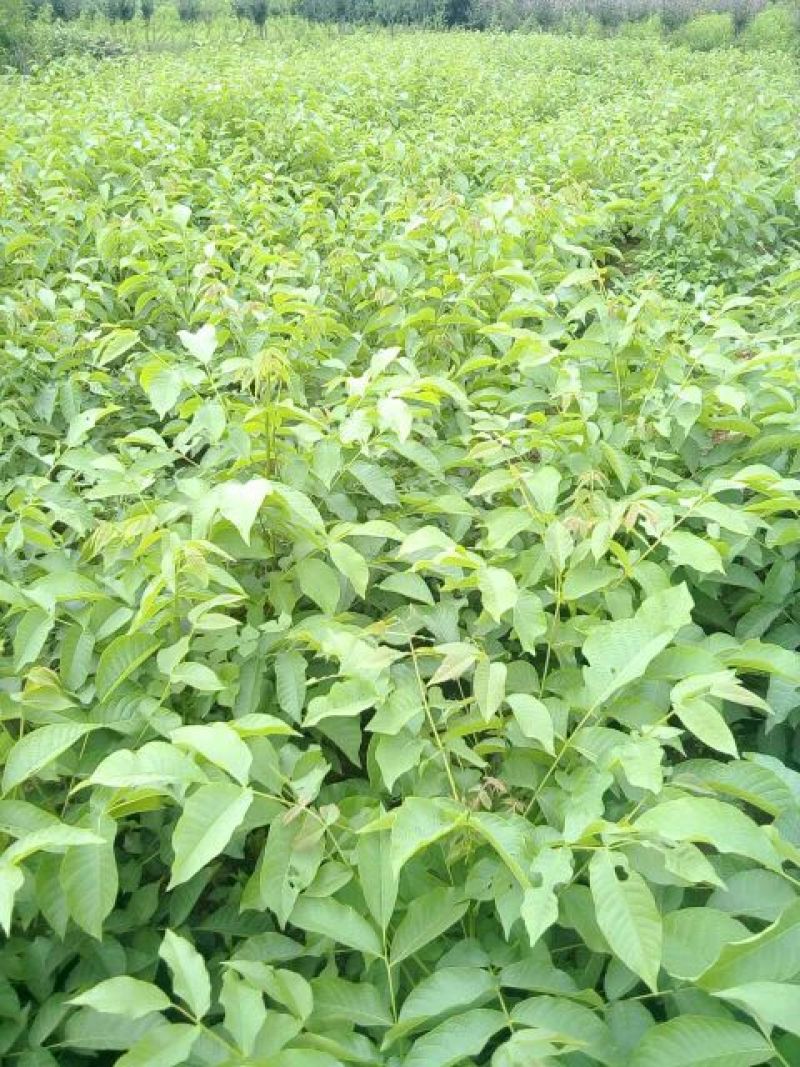 核桃树2~4cm4cm以下1.5~2米
