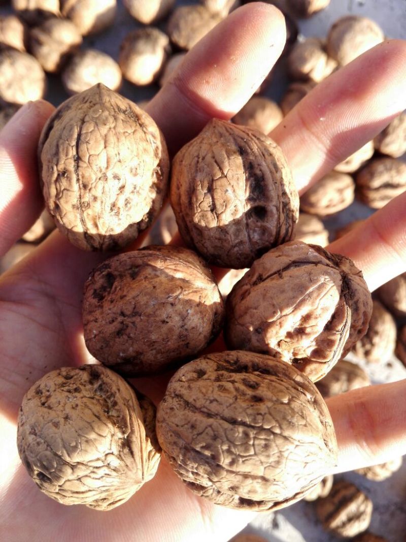 薄皮核桃去皮30mm以上