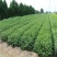 花椒苗1~2年1公分大红袍花椒苗价格无刺花椒苗