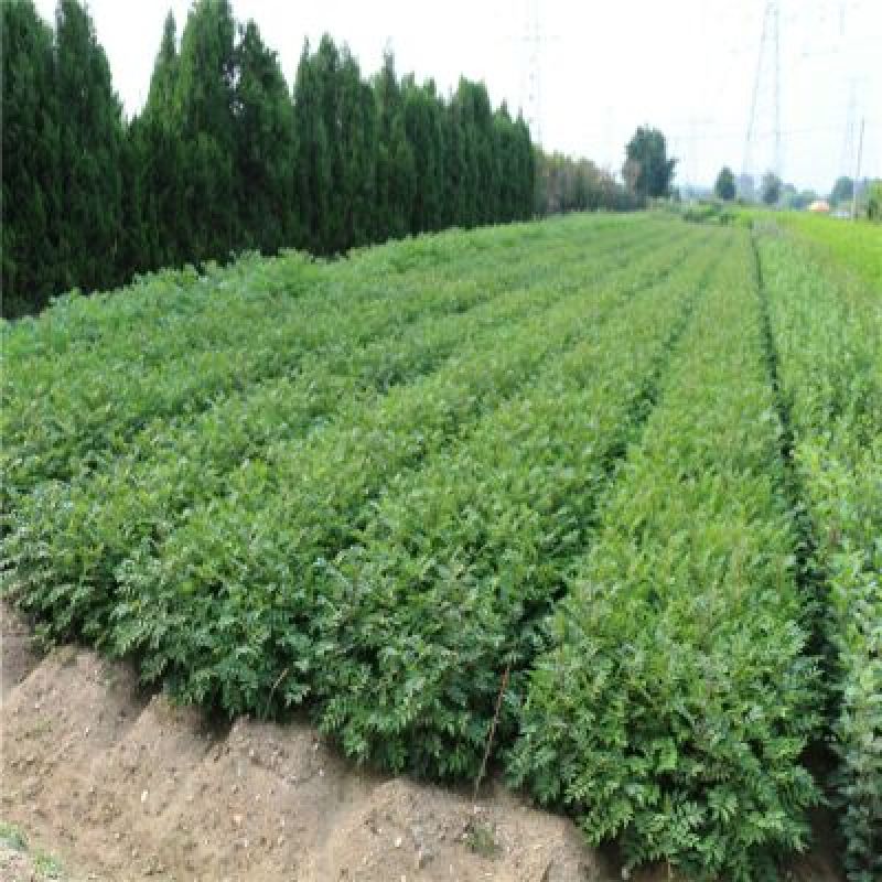 花椒苗1~2年1公分大红袍花椒苗价格无刺花椒苗
