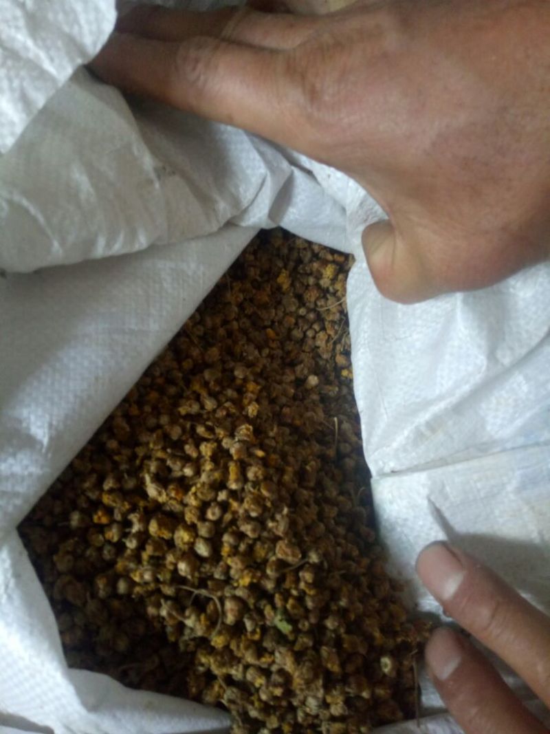 野菊花颗粒